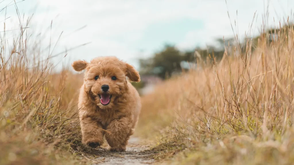 brown dog running through field