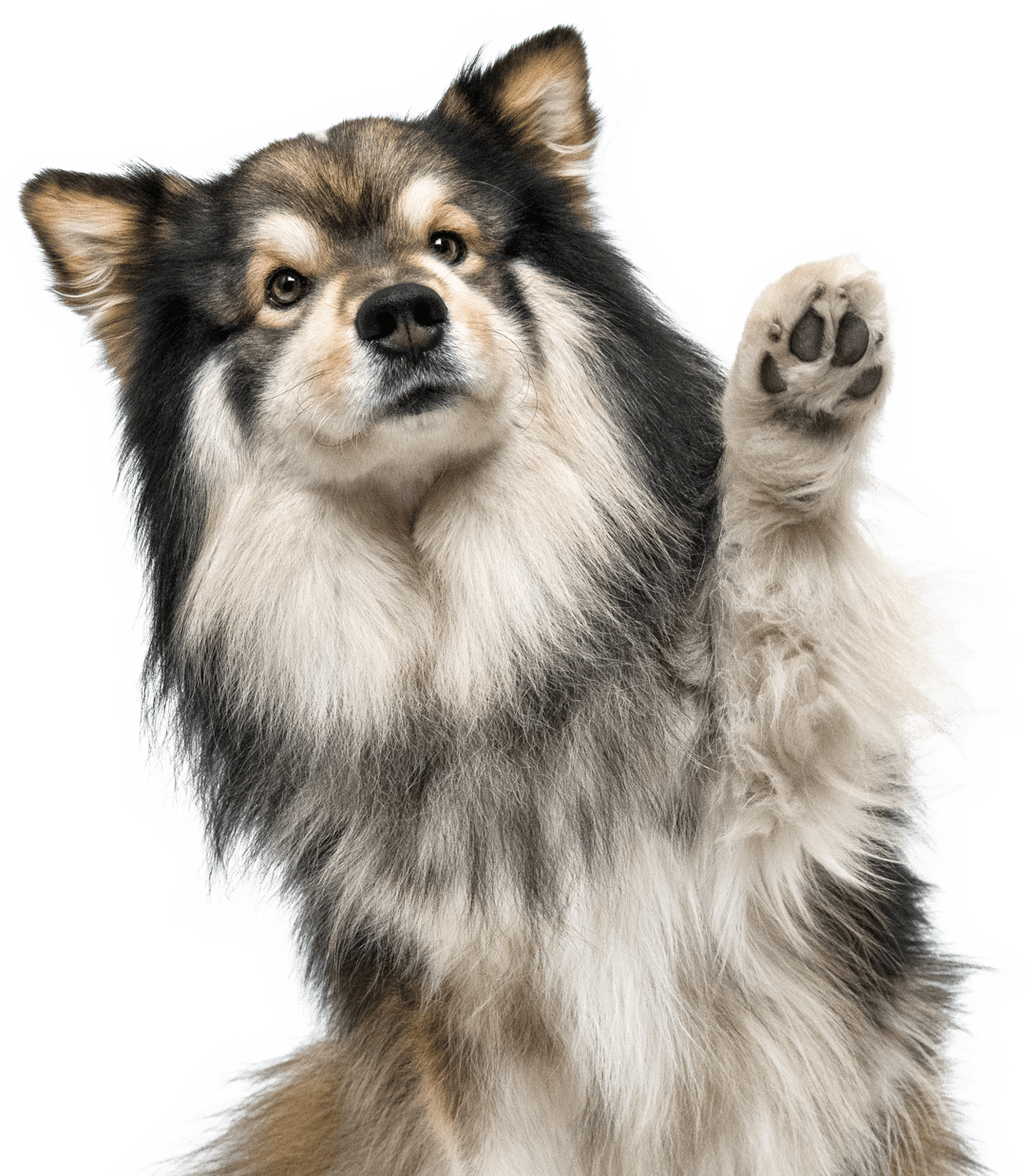 fluffy dog raising his paw up