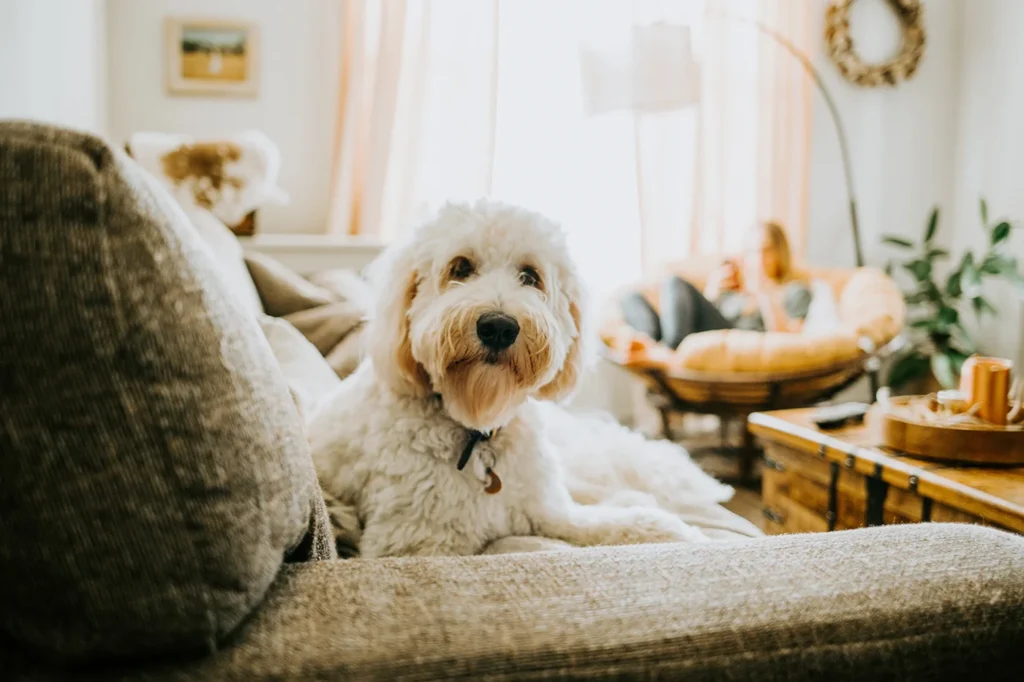white furry dog sitting on living room sofa