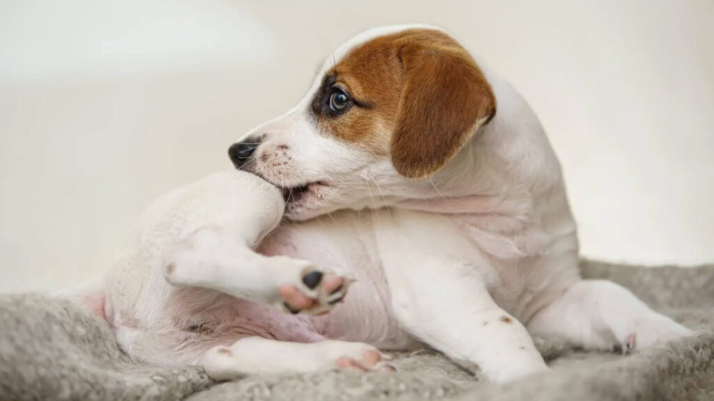 brown and white puppy itching leg