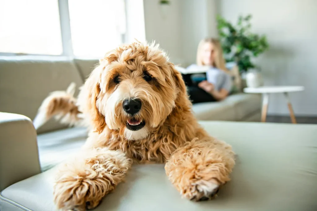 brown furry doodle dog sitting on sofa