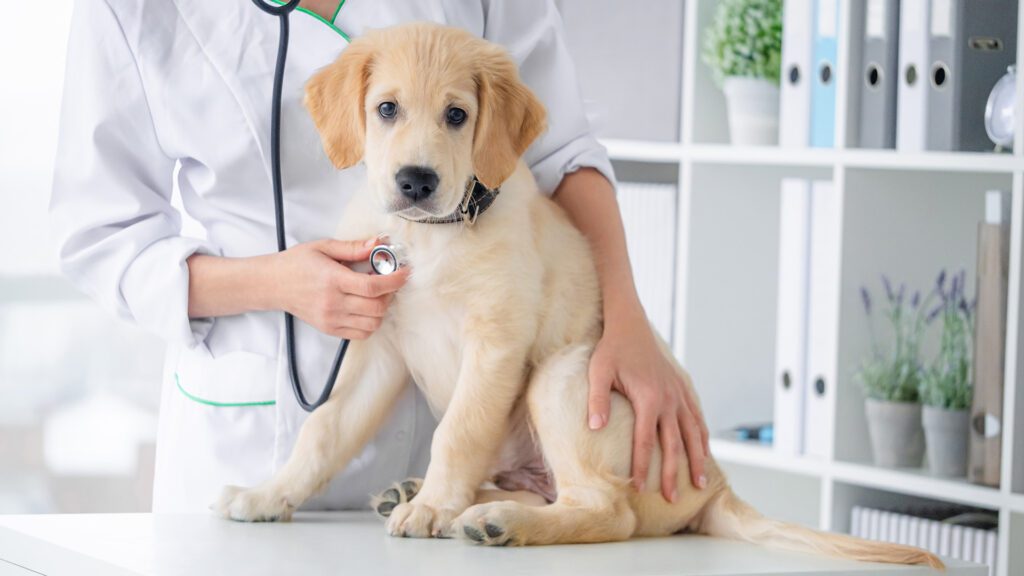 cute brown puppy getting examined by vet