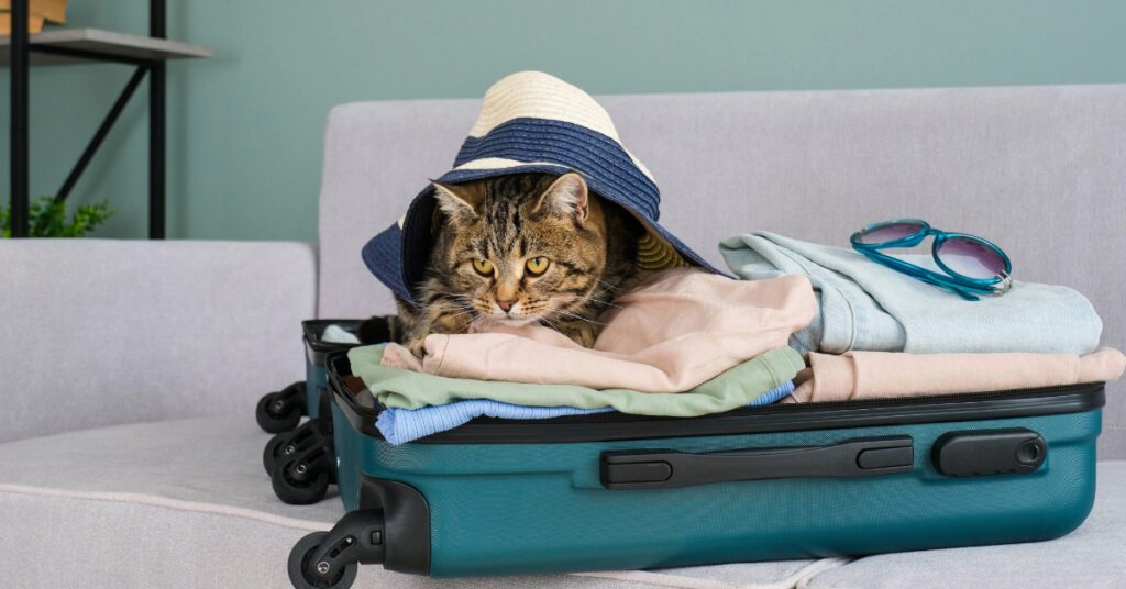 cat sitting in a suitcase with summer clothes