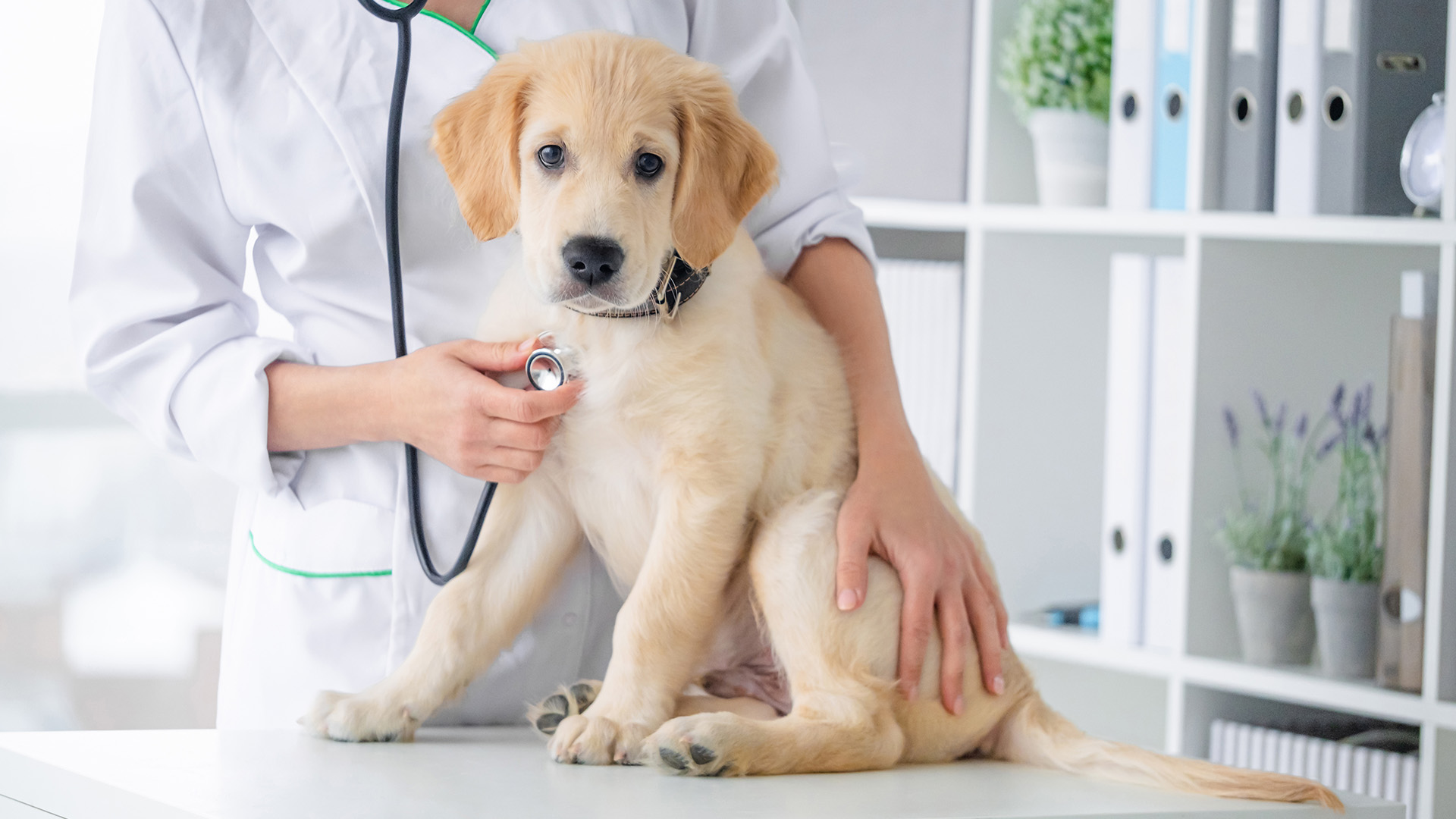 Light brown puppy being examined by veterinarian