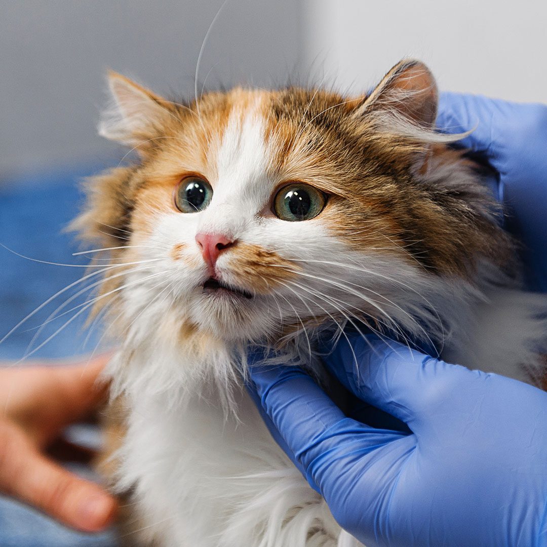 veterinarian examining fluffy orange and white cat