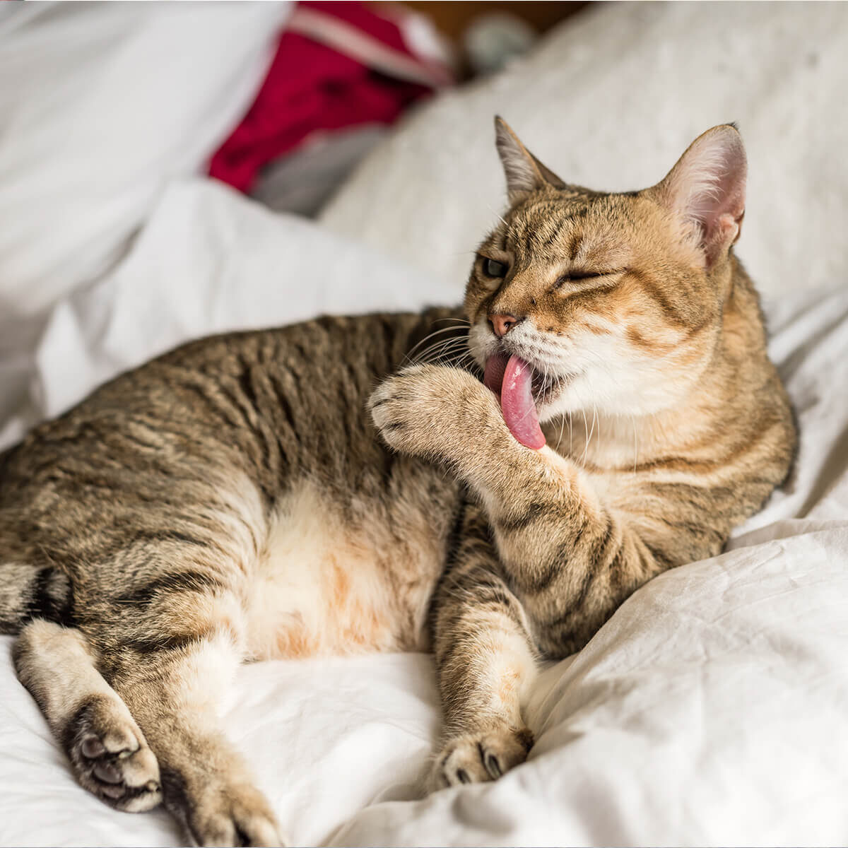 striped cat laying down and licking paw