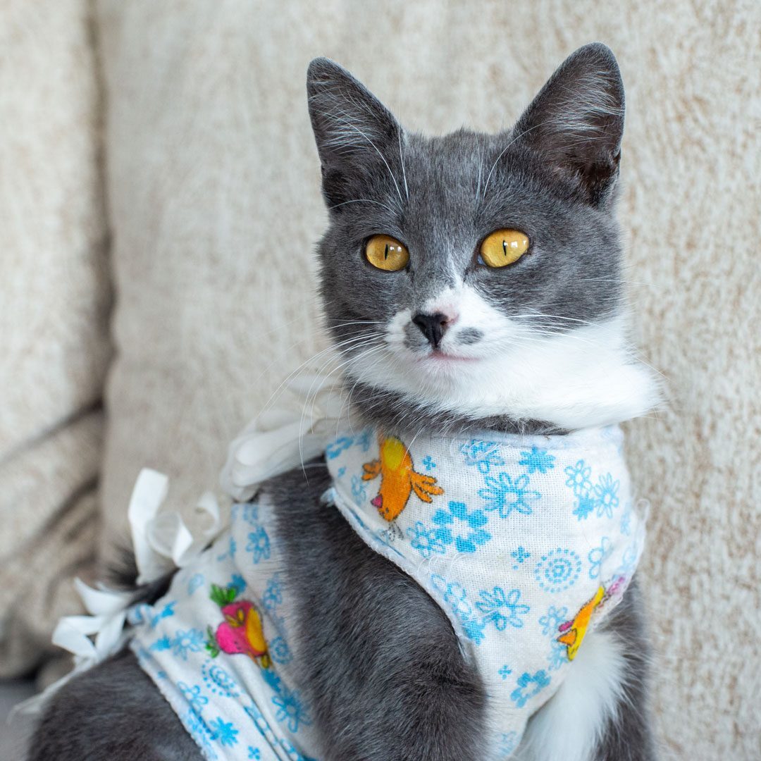 gray and white cat wearing bandage around body after surgery