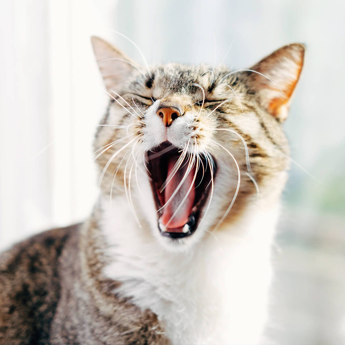 closeup of cat yawning