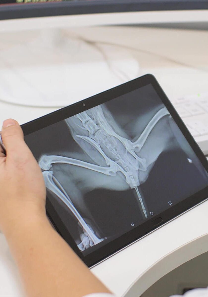 closeup of pet xray on tablet