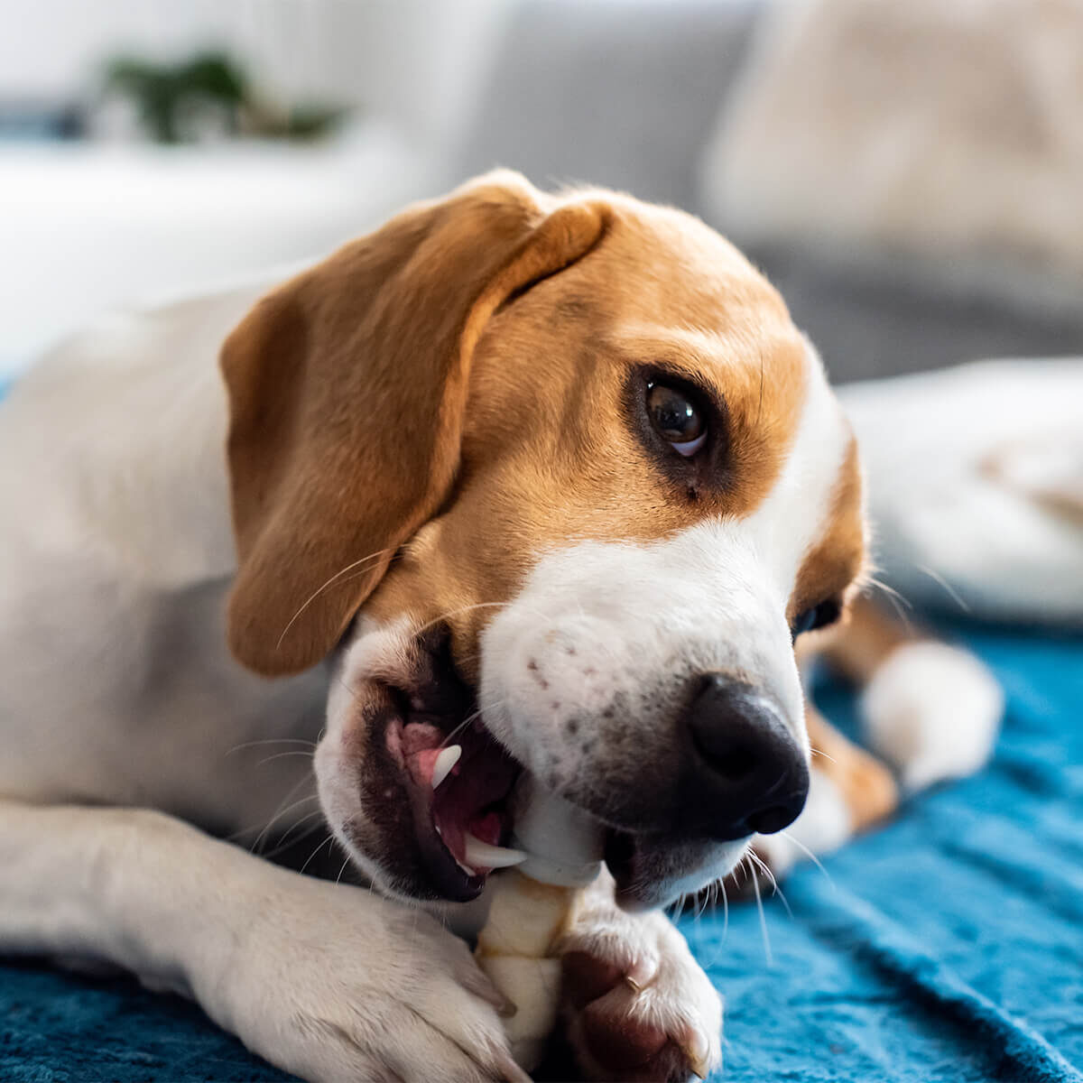 closeup of dog chewing on a bone