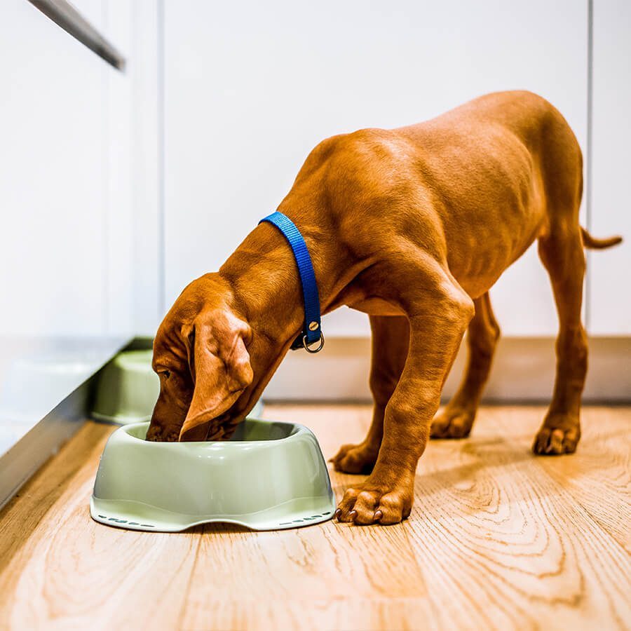 brown dog eating from food bowl on floor