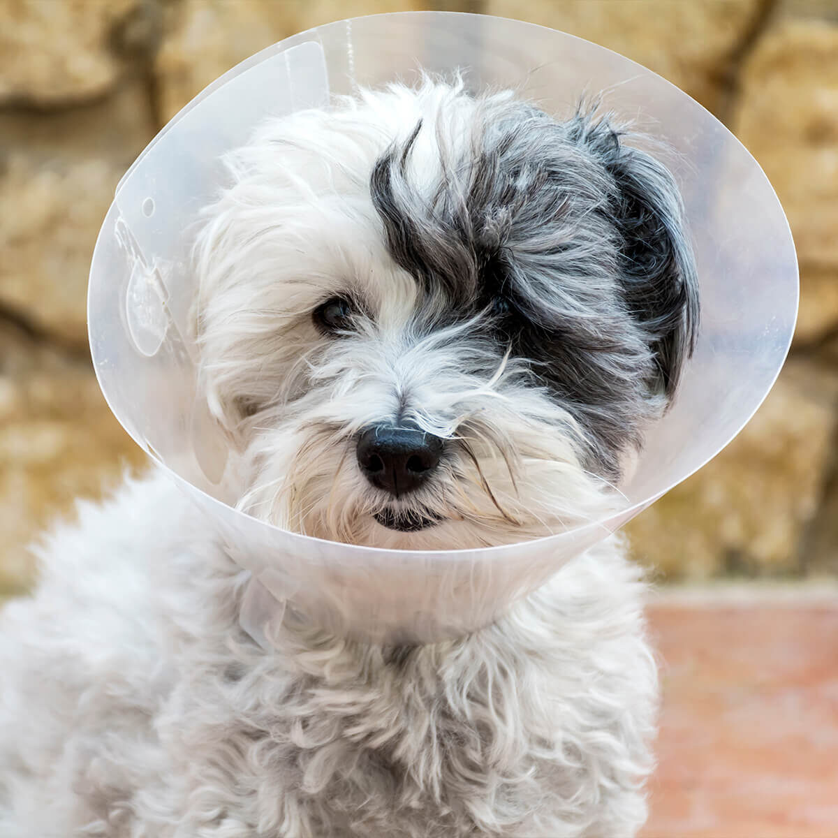 white and gray puppy in surgical cone