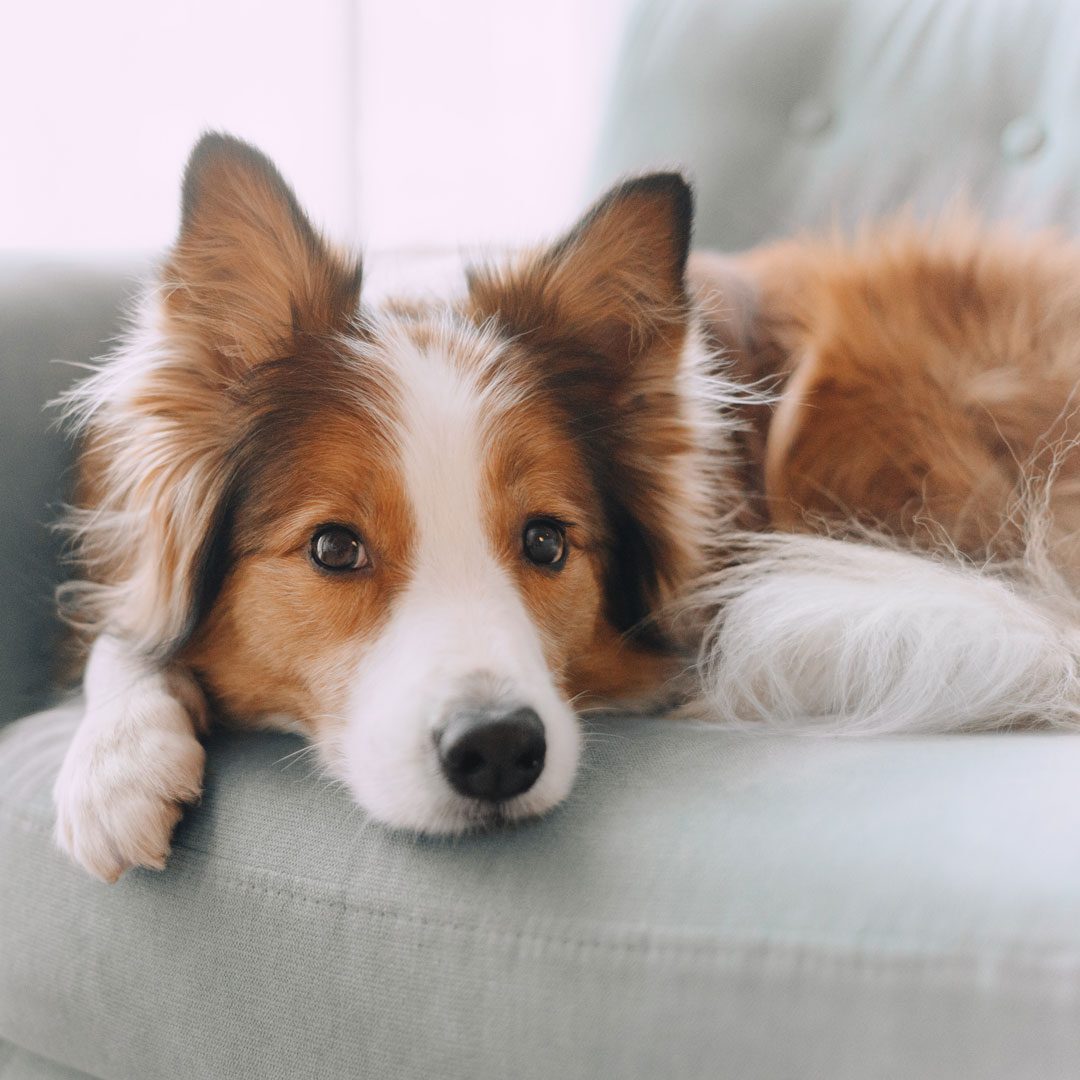 Border Collie laying on the couch