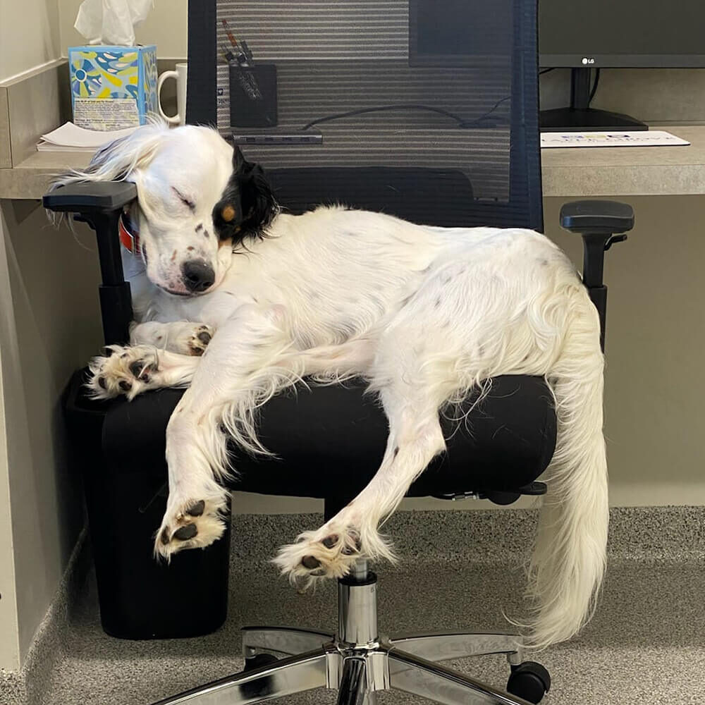 sleepy black and white dog on office chair