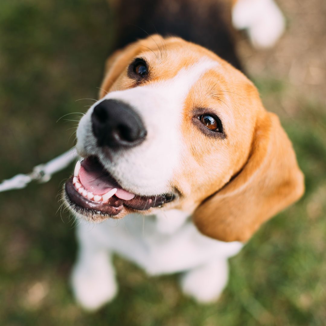 happy Beagle on a walk