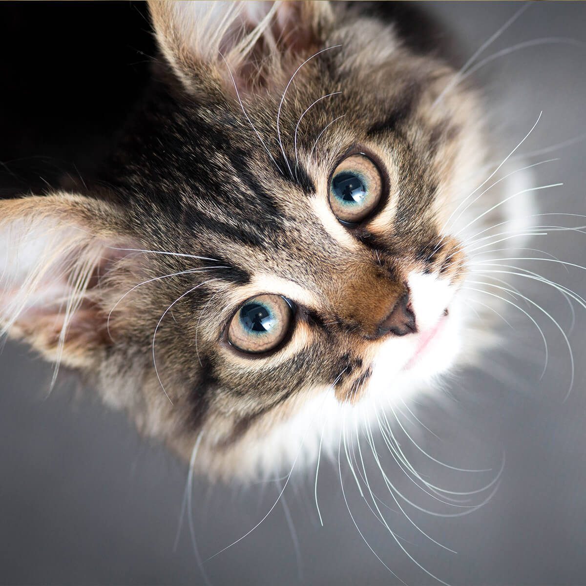 small furry kitten looking up