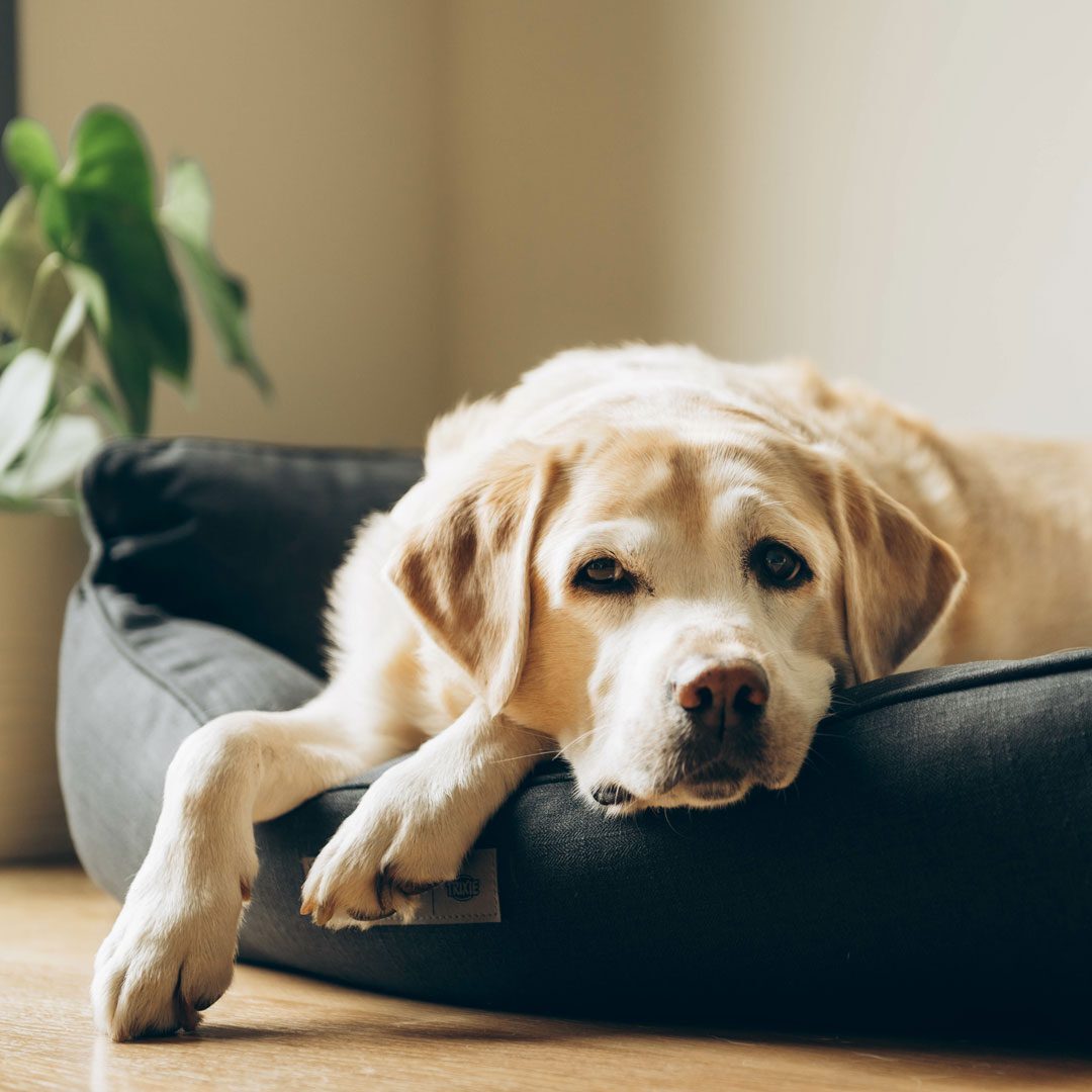 senior Labrador Retriever laying in its bed at home