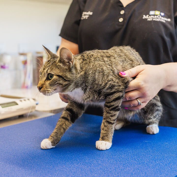 striped cat standing on exam table with vet touching waist