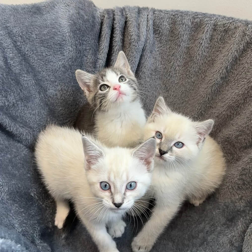 group of 3 tiny kittens on gray blanket
