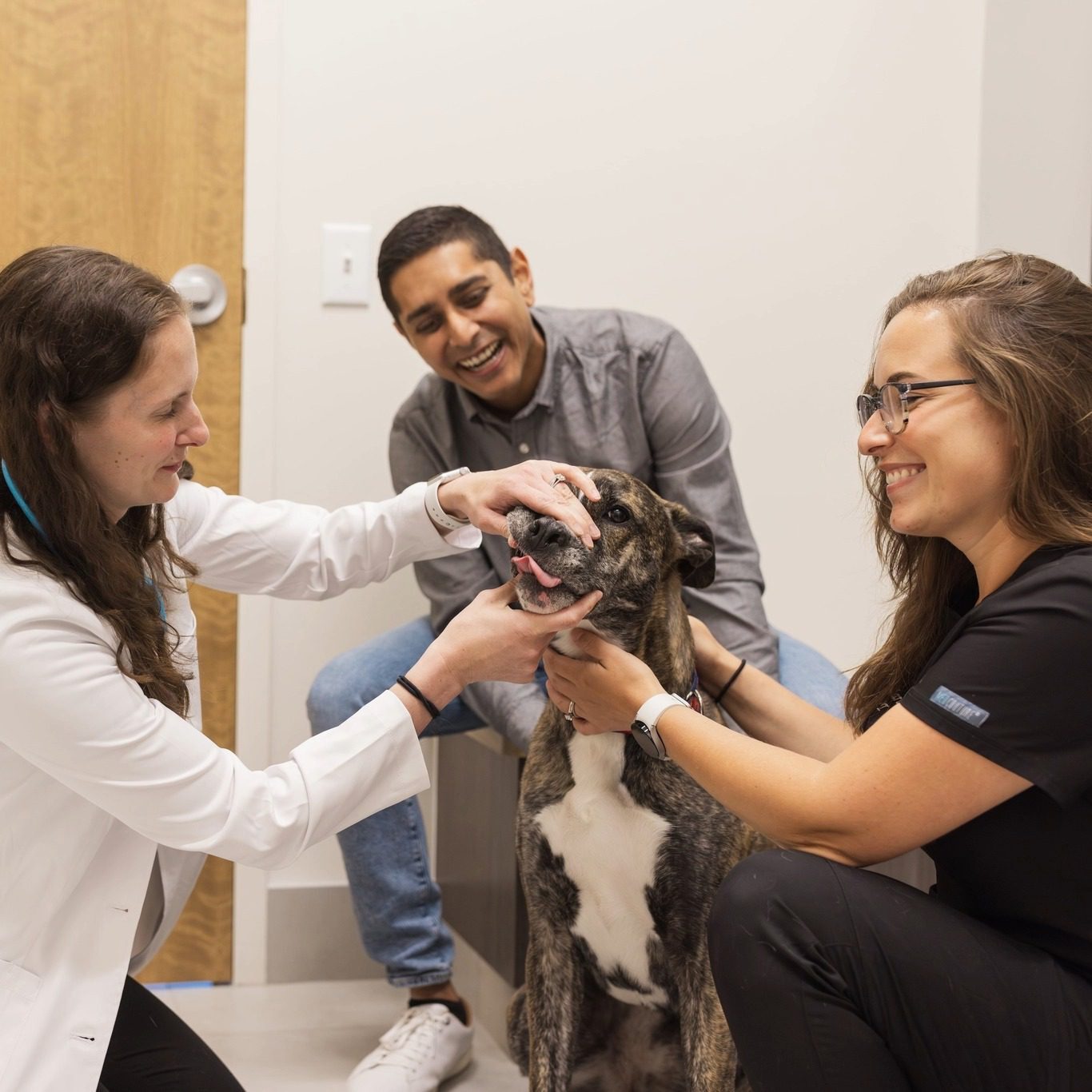 female veterinarian examining a dog with the assistance of vet technician