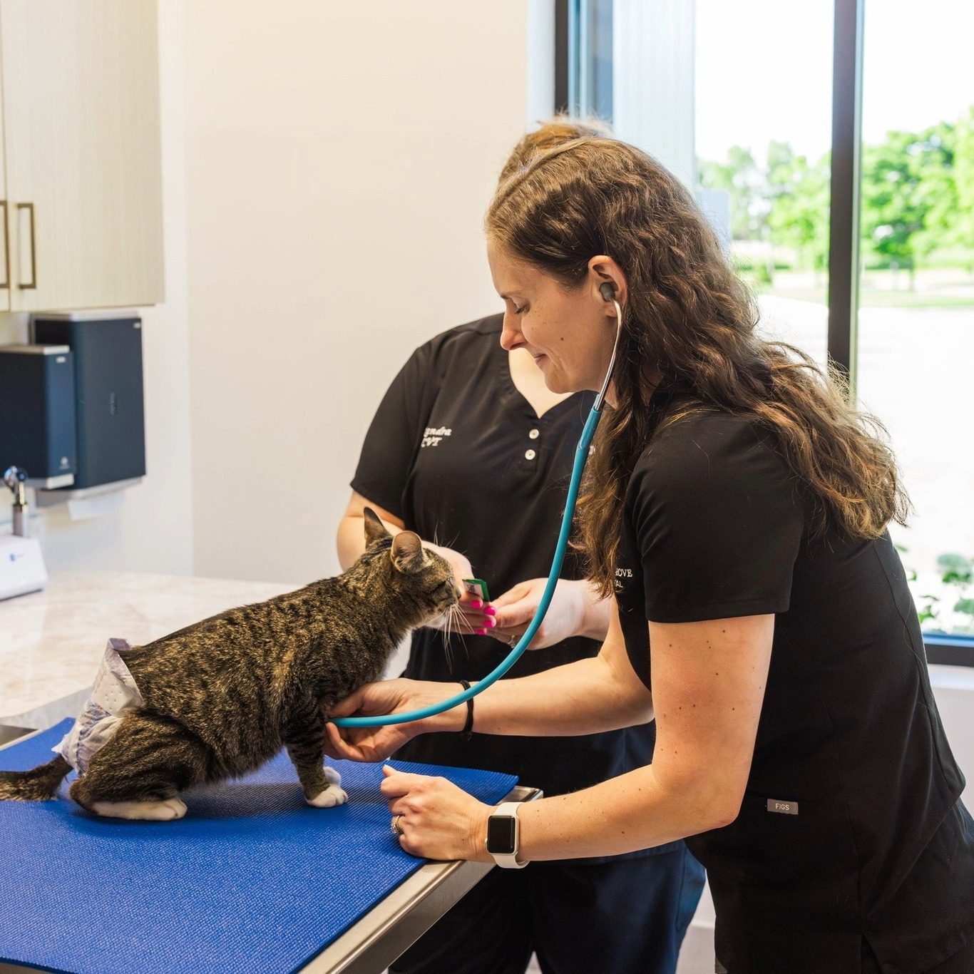 female veterinarians examining a cat with stethoscope