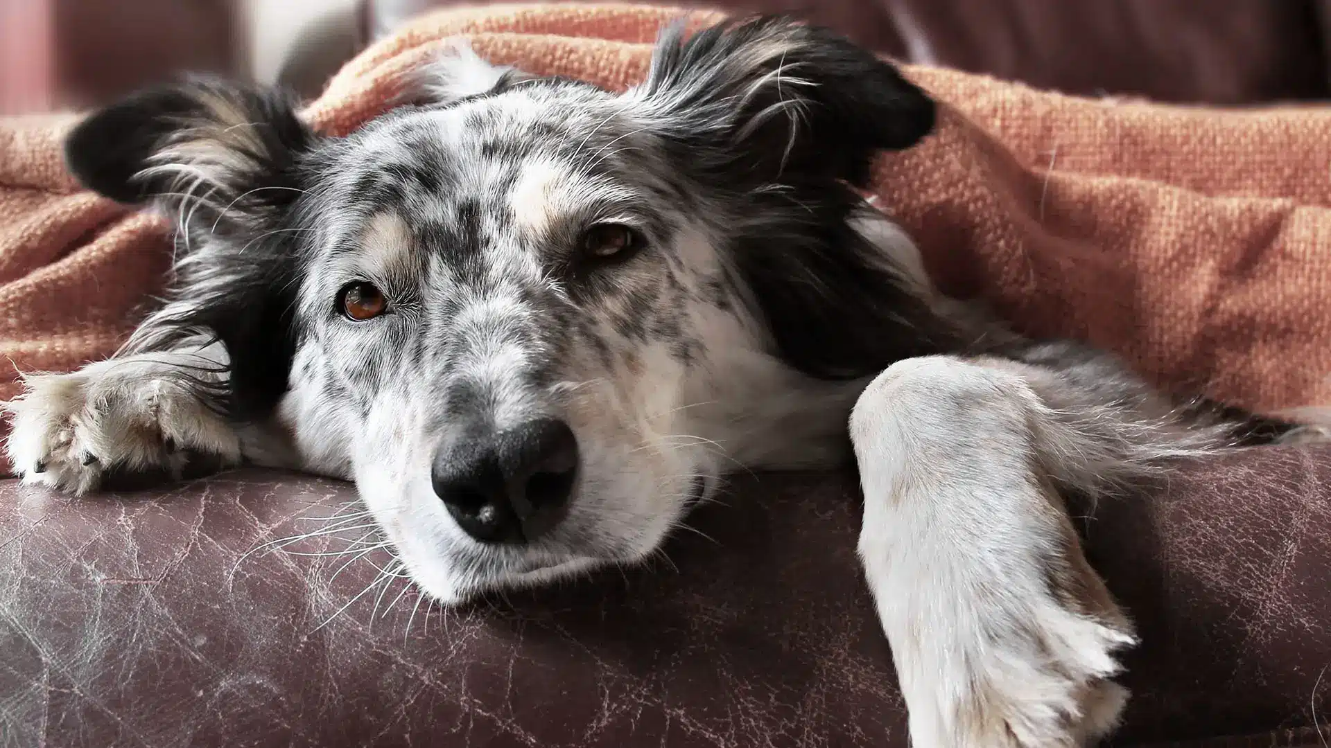 dog lying on a couch with kennel cough